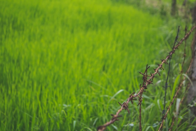 Огороженное поле с зеленой травой