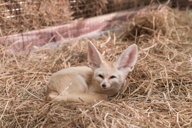 Free photo fennec fox or desert fox