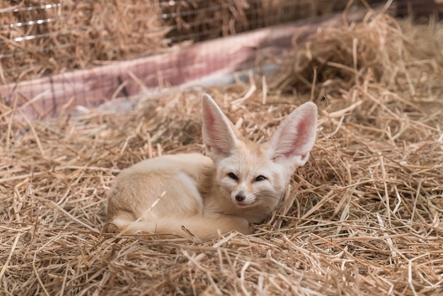 Foto gratuita volpe di fennec o volpe desertica