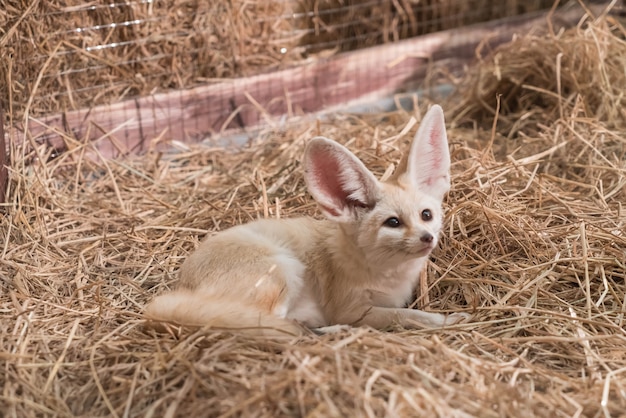 Fennec fox or Desert fox