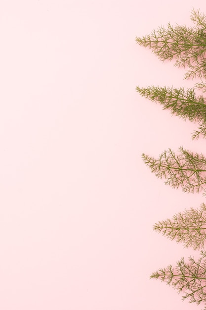 Foto gratuita foglie di finocchio con sfondo rosa spazio copia