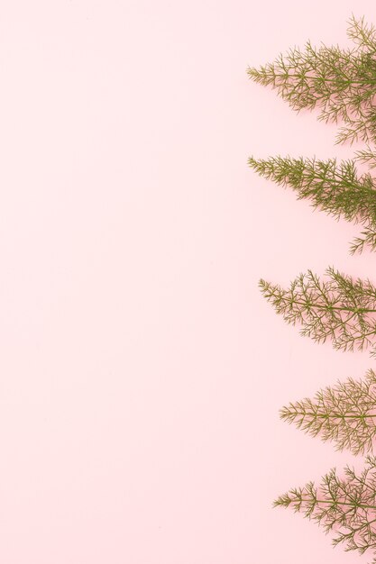 Fennel leaves with pink copy space background