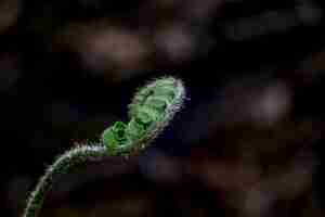 Free photo fern fiddlehead