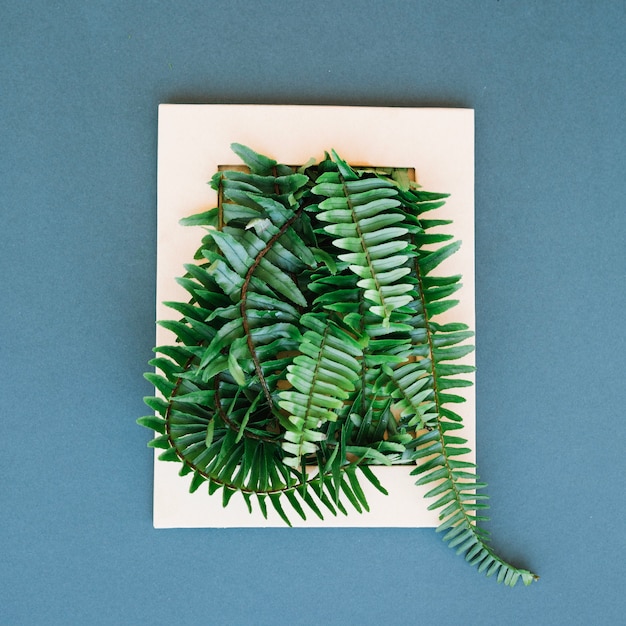 Fern in frame