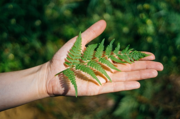 Fern held in hand palm leaf in nature