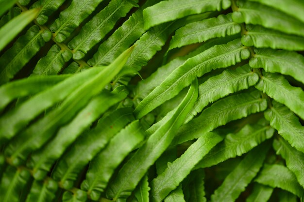 Fern leaf in close up shot nature background