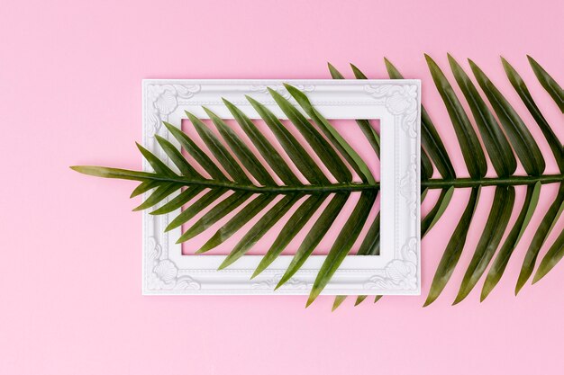 Fern leaf crossing an empty frame