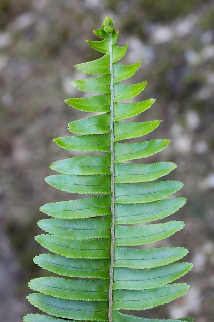 fern leaf