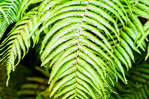 Free photo fern leaf