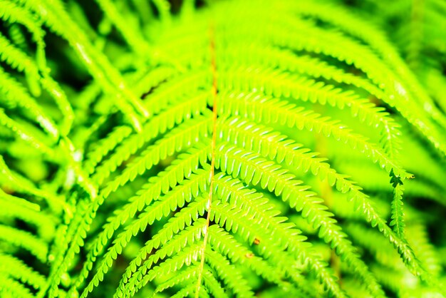 Fern leaf 