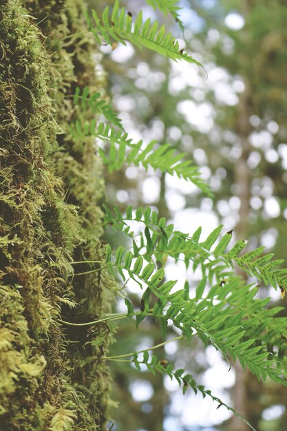 Fern leaves on a blurred background