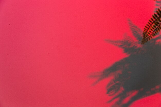 Fern leaves on pink background