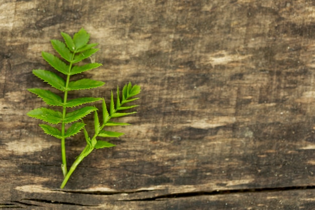 Fern leaves with copy space on wooden background