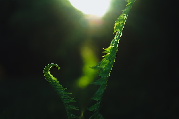 fern leaves