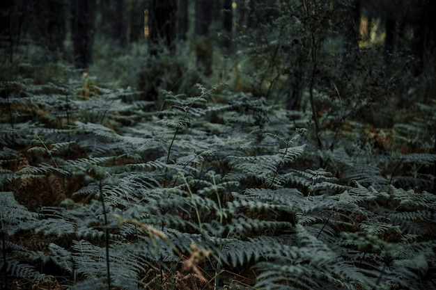 Fern plants growing in tropical forest