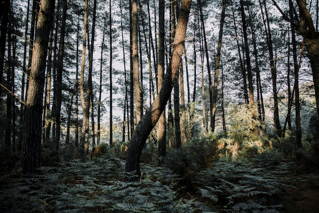 Fern and trees growing in forest during sunny day