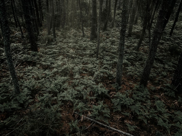 濃い森で成長するシダ