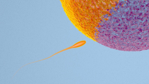Fertilization is the fusion of haploid gametes egg and sperm concept fertilization