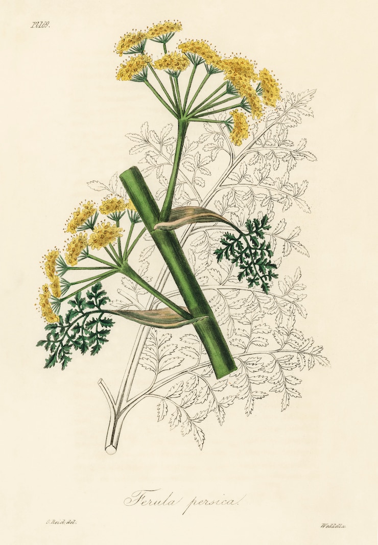 無料Photo 医療植物学（1836年）からのフェルラ・ペルシカのイラスト