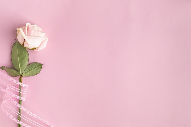 Праздничная рамка с одной розой на розовой стене. Вид сверху, плоская планировка. Скопируйте пространство.