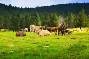 Free photo few cows at meadow