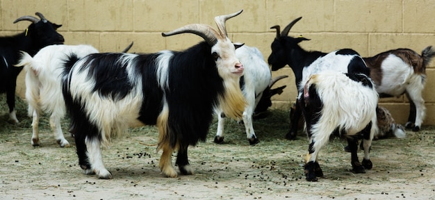 Free photo few goats