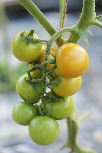 Free photo few green and yellow tomatoes