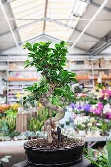 Ficus bonsai ginseng tree in a plant store