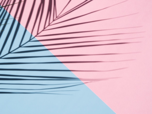 Foto gratuita ombra della foglia di ficus su un fondo degli azzurri e rosa
