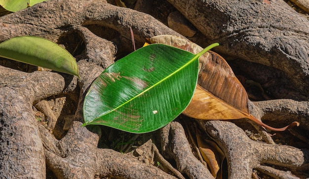 Ficus leaves on the roots Ficus roots above the soil in the light of the golden hour Abundant plant root system forest ecosystem and ecology care idea for background or wallpaper