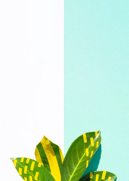 Ficus leaves with contrasted copy space background