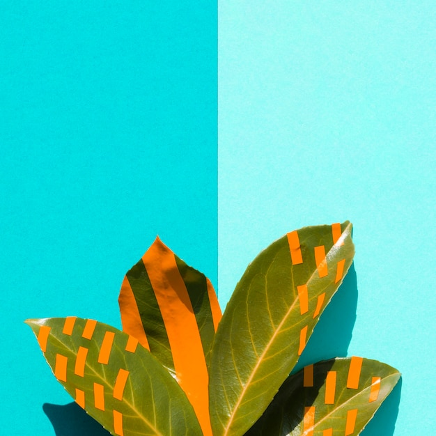 Ficus leaves with gradient blue copy space background