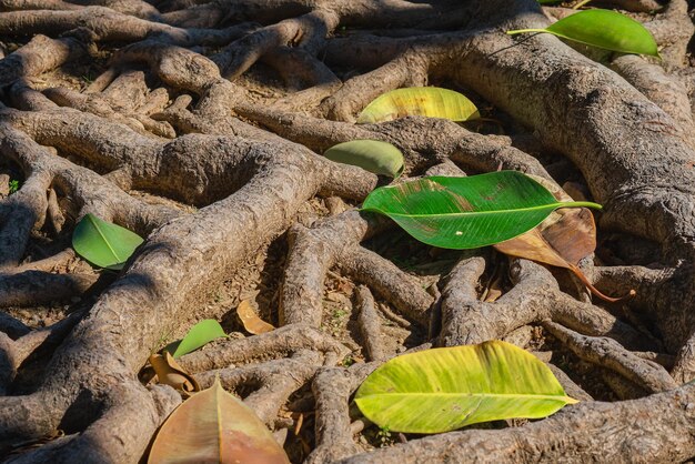 ゴールデンアワーに照らされた土の上のイチジクの根 豊富な植物の根系 森林の生態系と環境への配慮