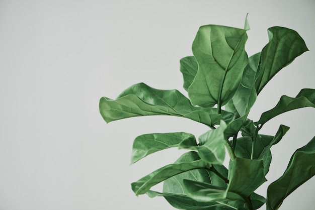 Free photo fiddle leaf fig plant background on gray