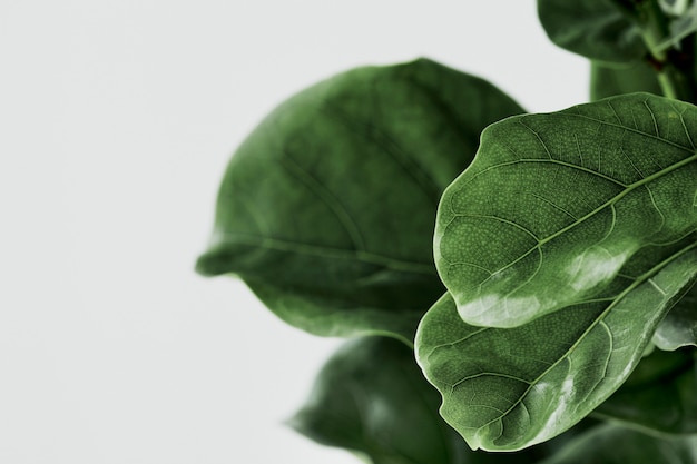 Fiddle leaf fig plant background