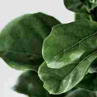 Free photo fiddle leaf fig plant background