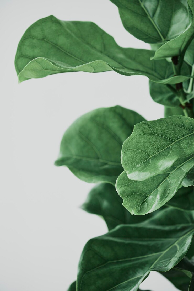 Free Photo fiddle leaf fig plant background