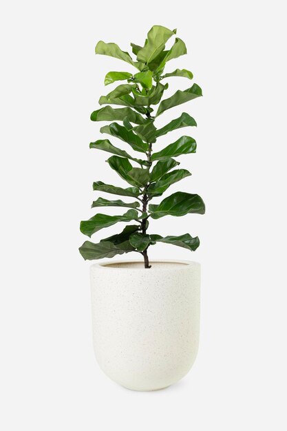 鍋にカシワバゴムノキ