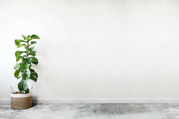 Fiddle leaf fig in a room