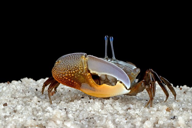 Fiddler crab closeup on black background Comando crab uca vocans closeup yellow violin crab
