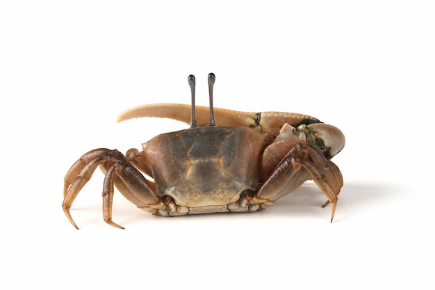 Fiddler crab closeup on white background