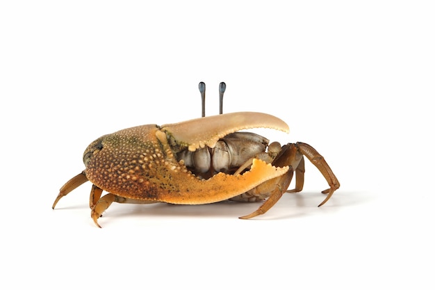 Fiddler crab closeup on white