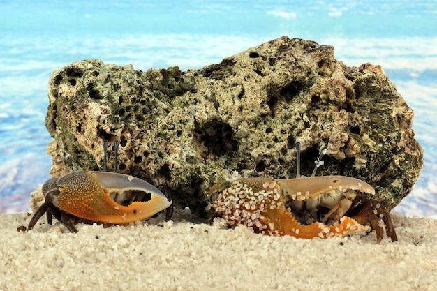 Free photo fiddler crab closeupwith with the background of the high seas