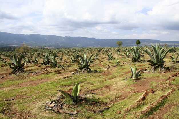 Field of agave plantation under the beautiful cloudy sky