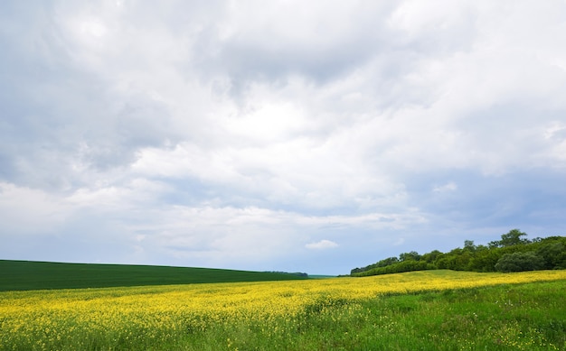 Field of bright yellow rapeseed in spring.