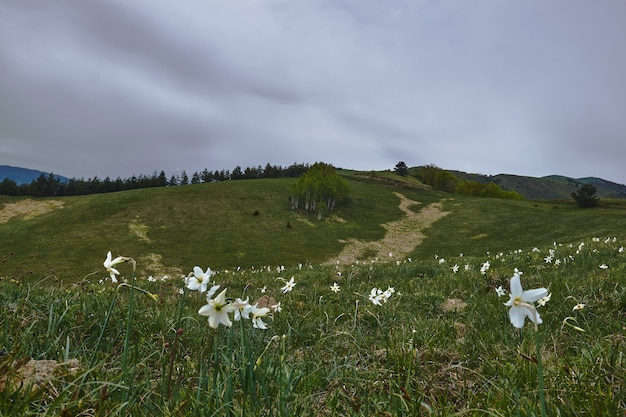 Field covered in the grass and flowers with hills under a cloudy sky