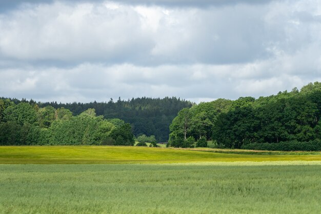 Field covered in grass and trees under the blue cloudy sky - great for wallpapers