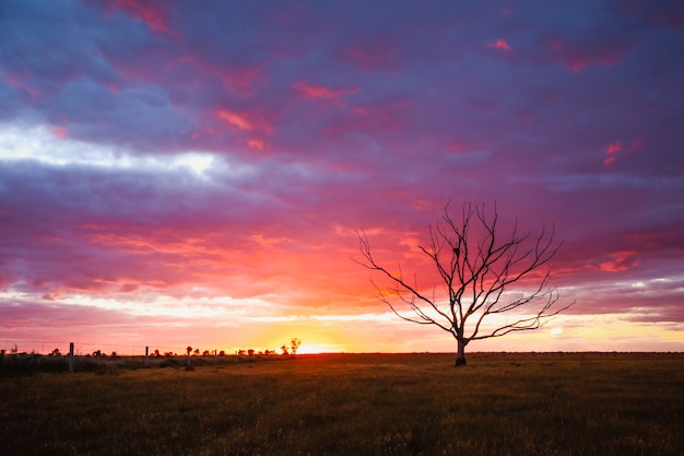 Field covered in greenery with a bare tree under a cloudy sky during the pink sunset
