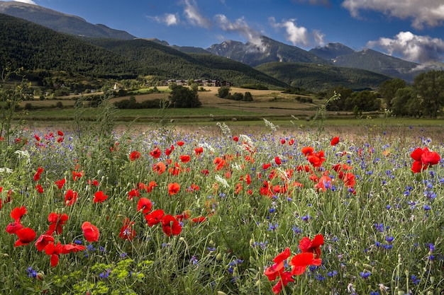 Field covered in red poppies surrounded by mountains under the sunlight