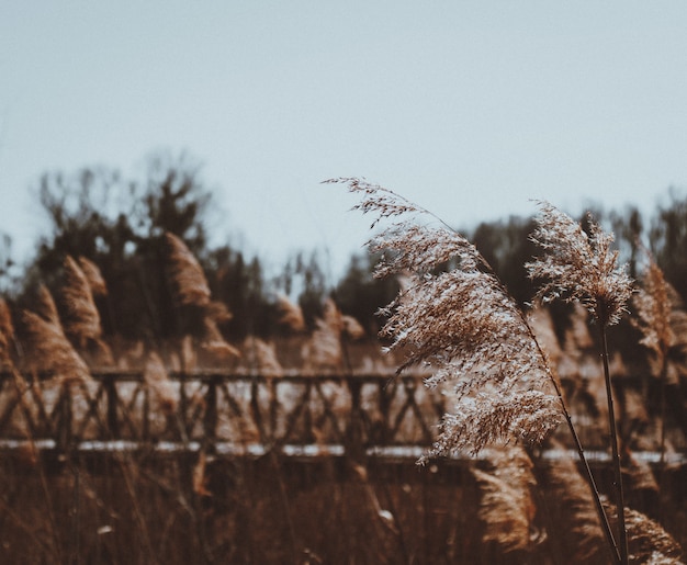 흐린 벽에 마른 phragmites 식물의 분야